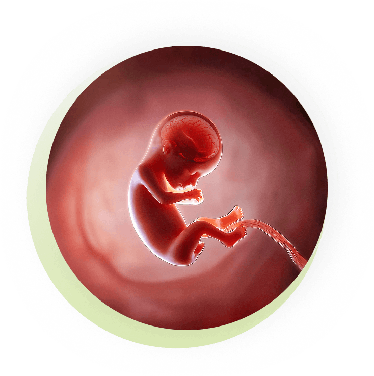 Medical illustration of a fetus in the womb